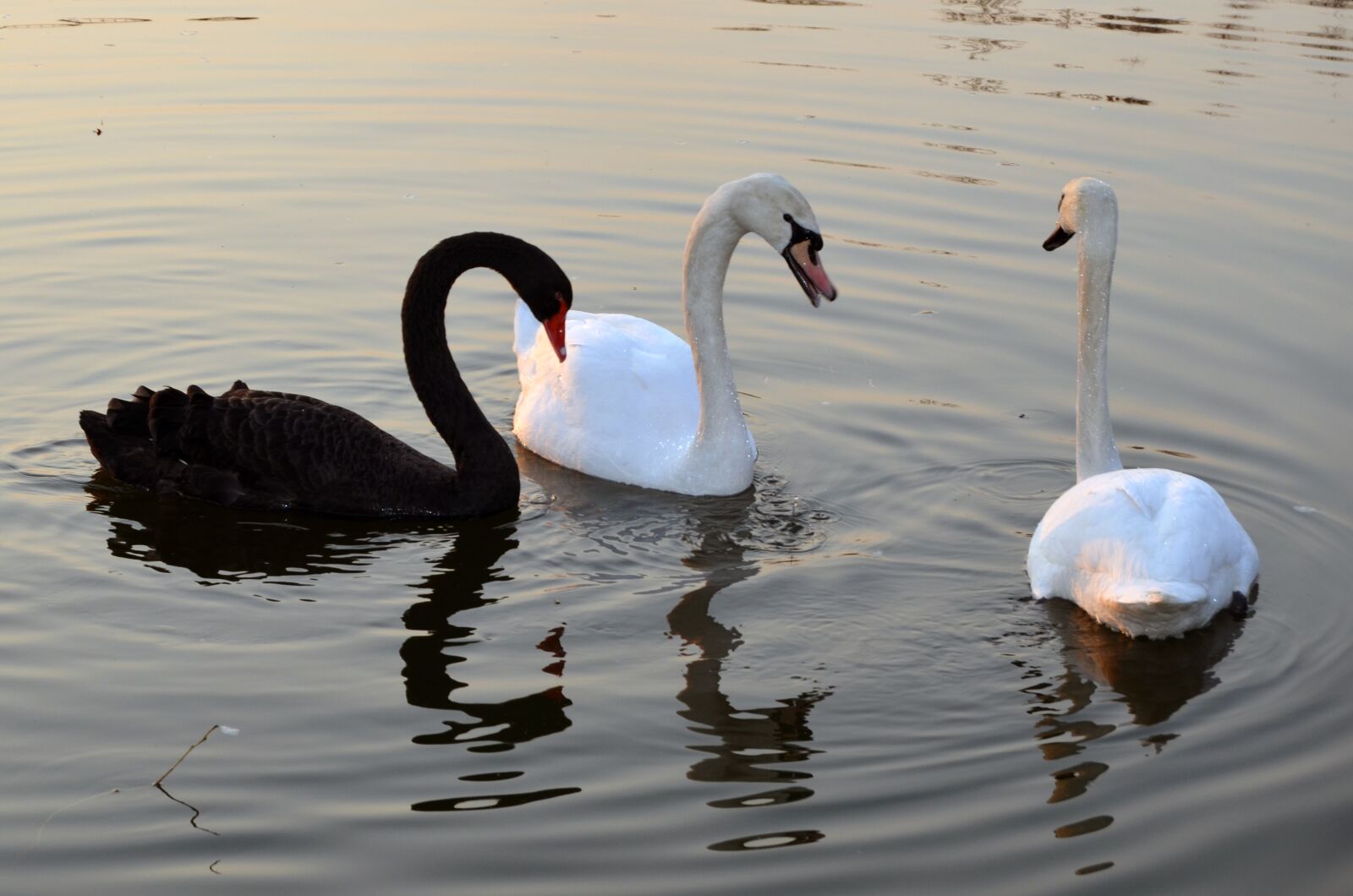 Nikon D5100 sample photo. Swans, nature, river photography