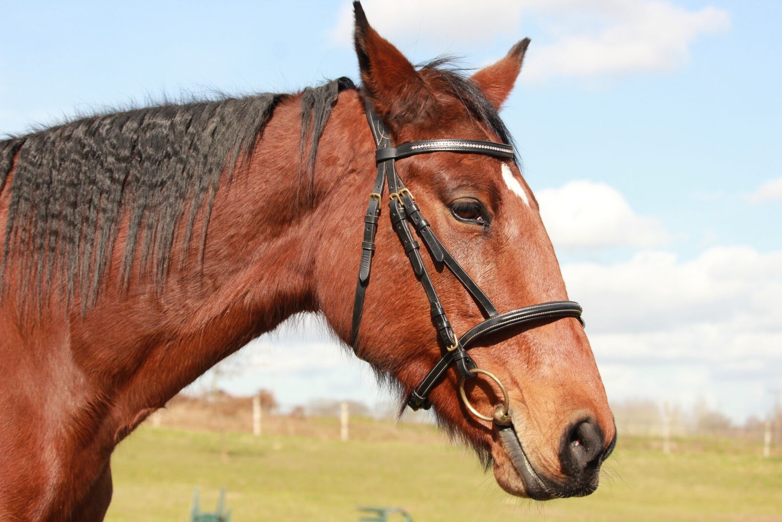 Canon EOS 1200D (EOS Rebel T5 / EOS Kiss X70 / EOS Hi) sample photo. Horse, horses, trotter photography