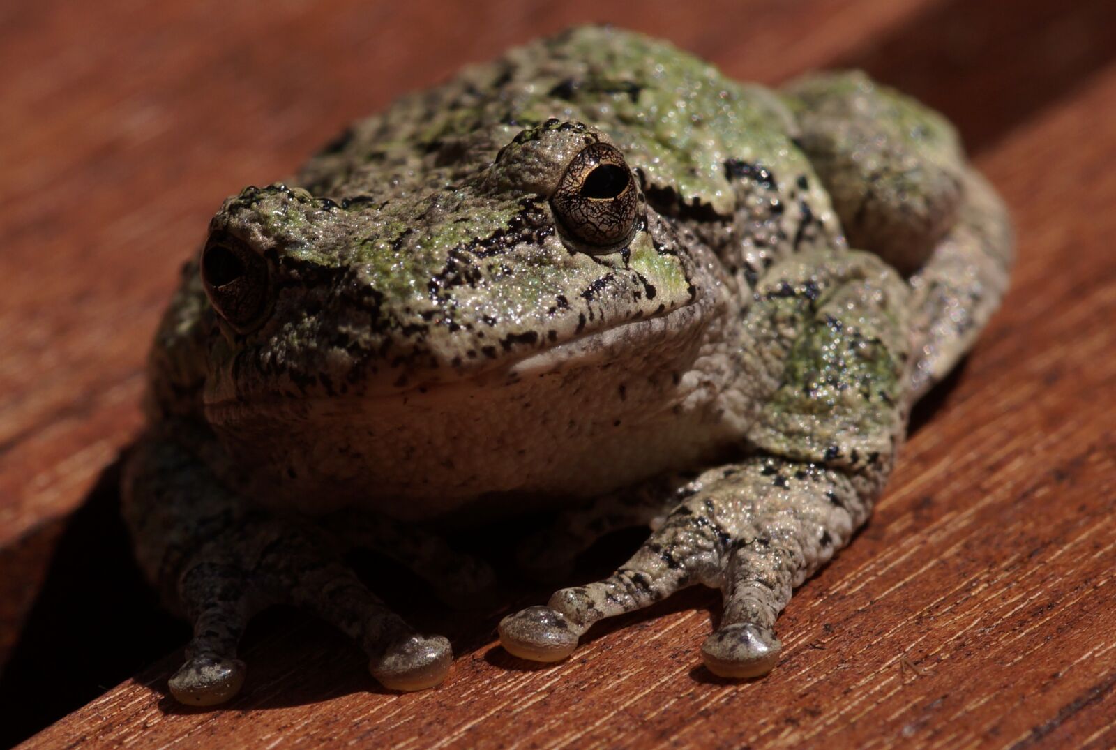 Sony SLT-A37 sample photo. Frog, amphibian, nature photography