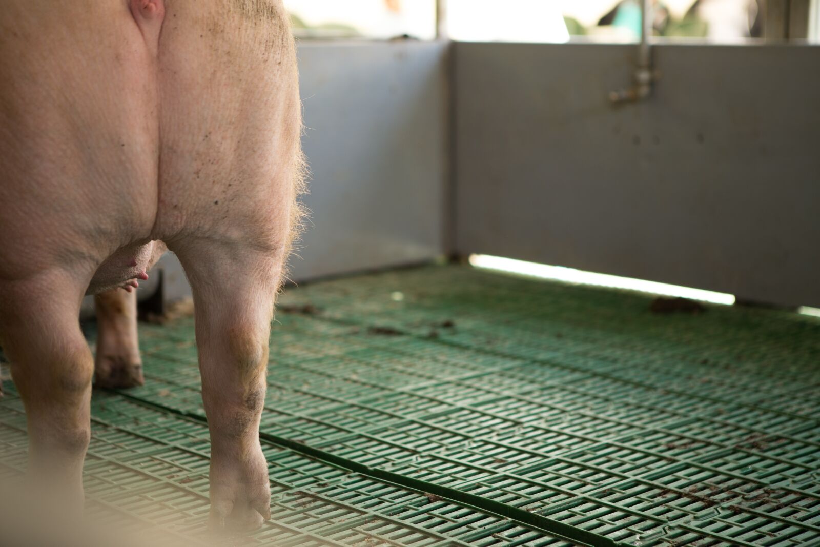 Canon EOS 6D + Canon EF 24-70mm F2.8L USM sample photo. Pig, livestock, stables photography