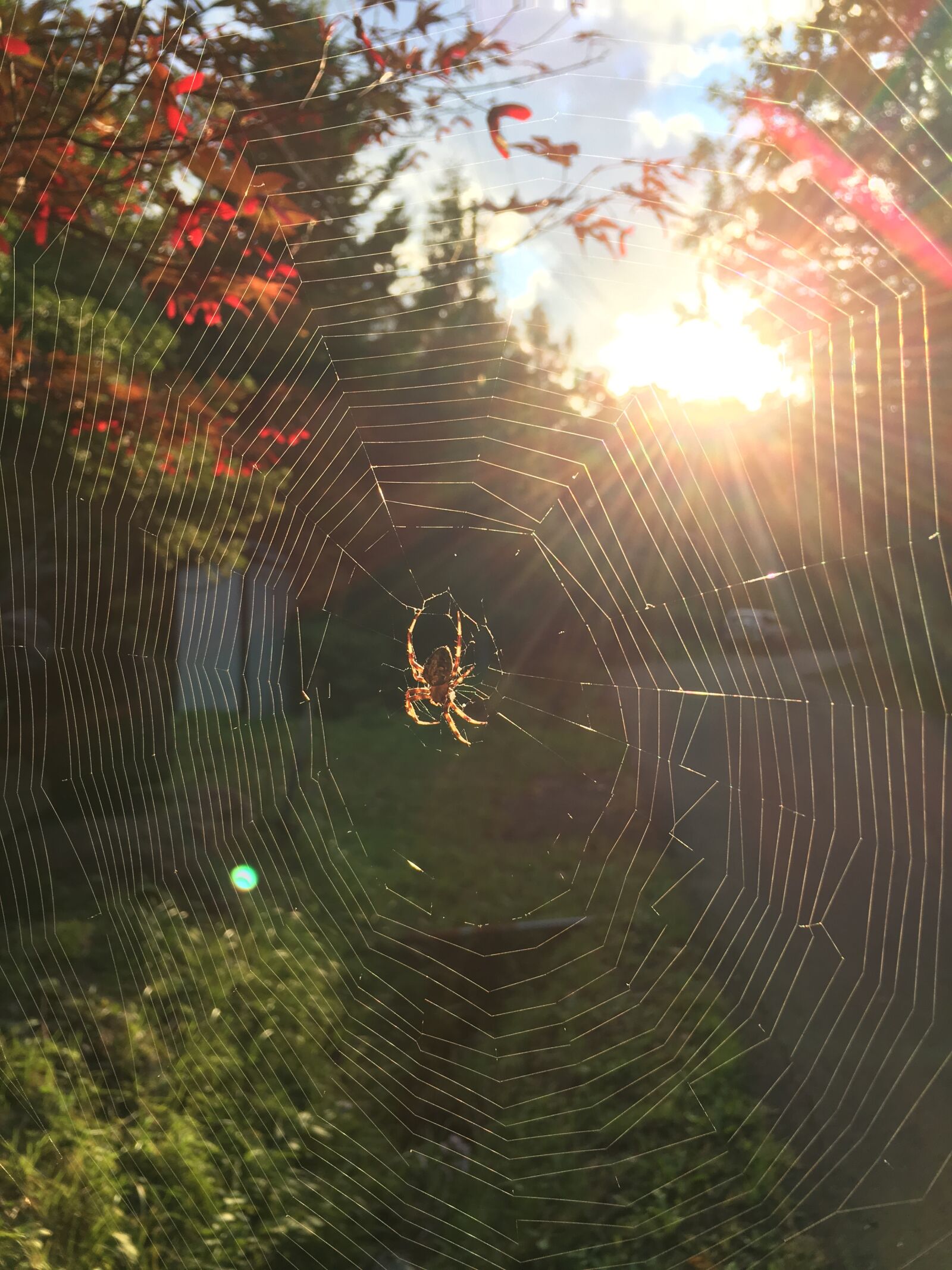 iPhone 6s back camera 4.15mm f/2.2 sample photo. Spider's web, spider web photography