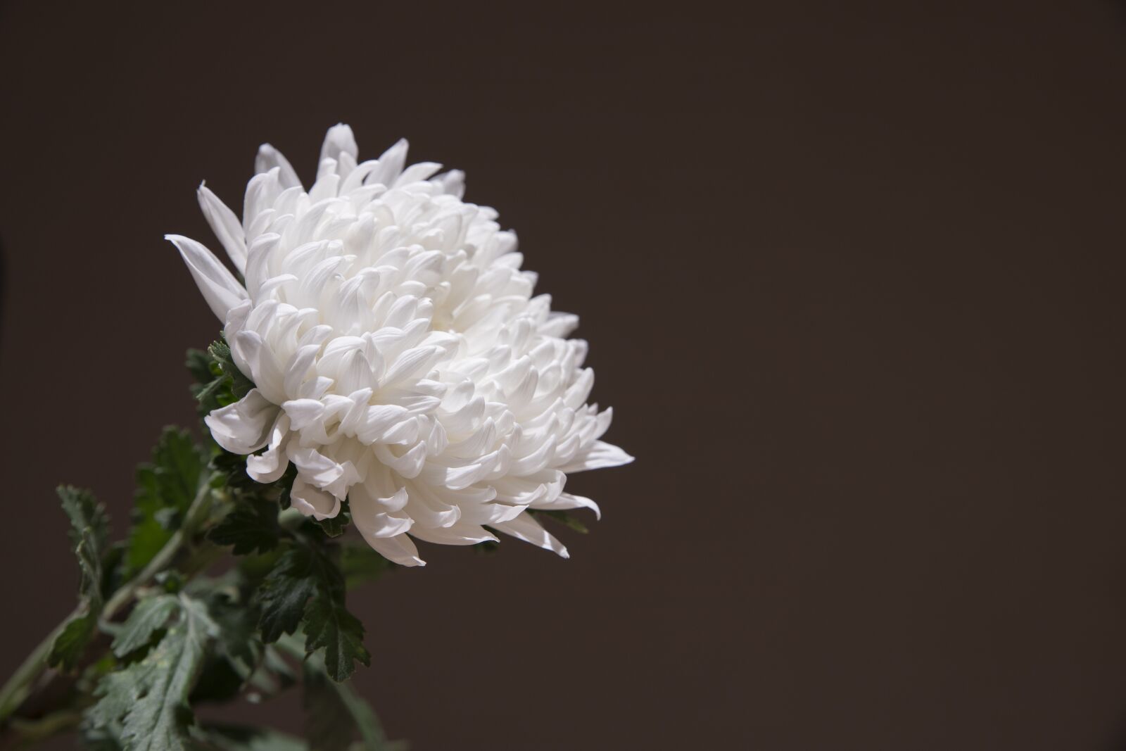 Canon EOS 6D Mark II sample photo. Chrysanthemum, white chrysanthemum, wreath photography