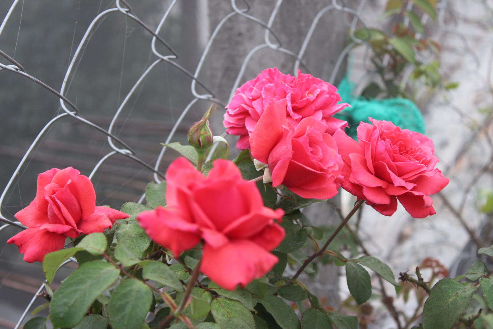 Canon EOS 700D (EOS Rebel T5i / EOS Kiss X7i) sample photo. Click, of, babl photography