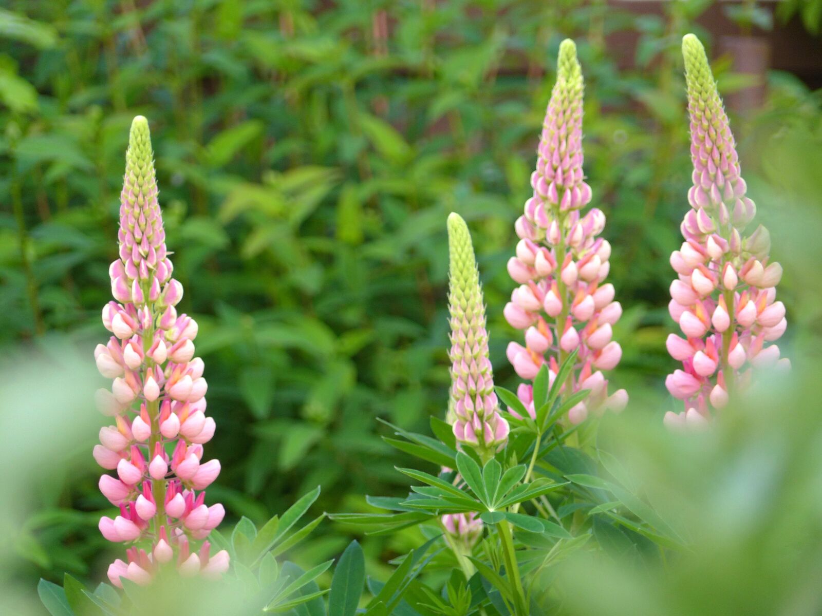 Panasonic Lumix DMC-FZ200 sample photo. Lupin, lupine, bloom photography
