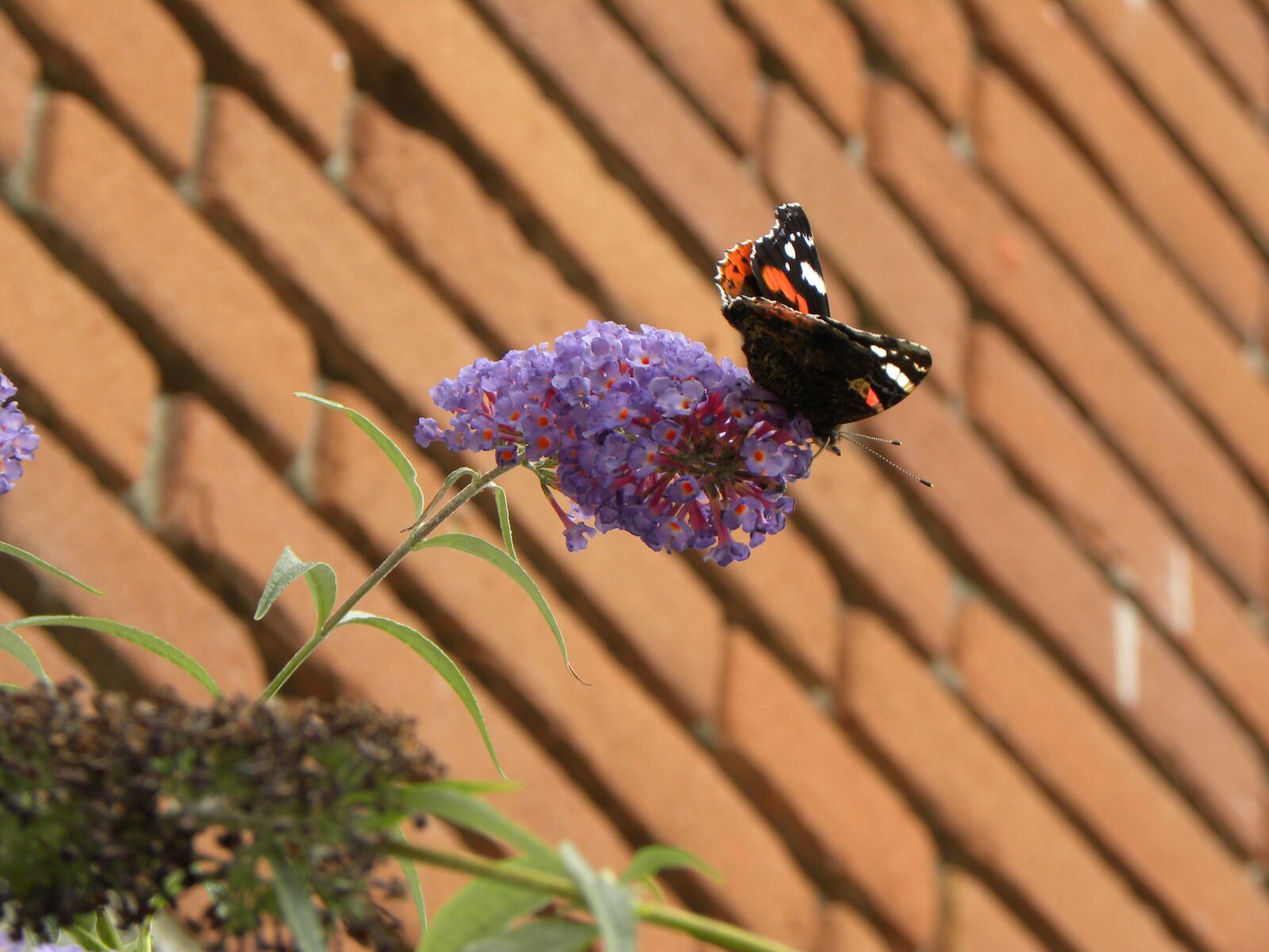 Nikon Coolpix P90 sample photo. Butterfly, butterfly bush, bush photography