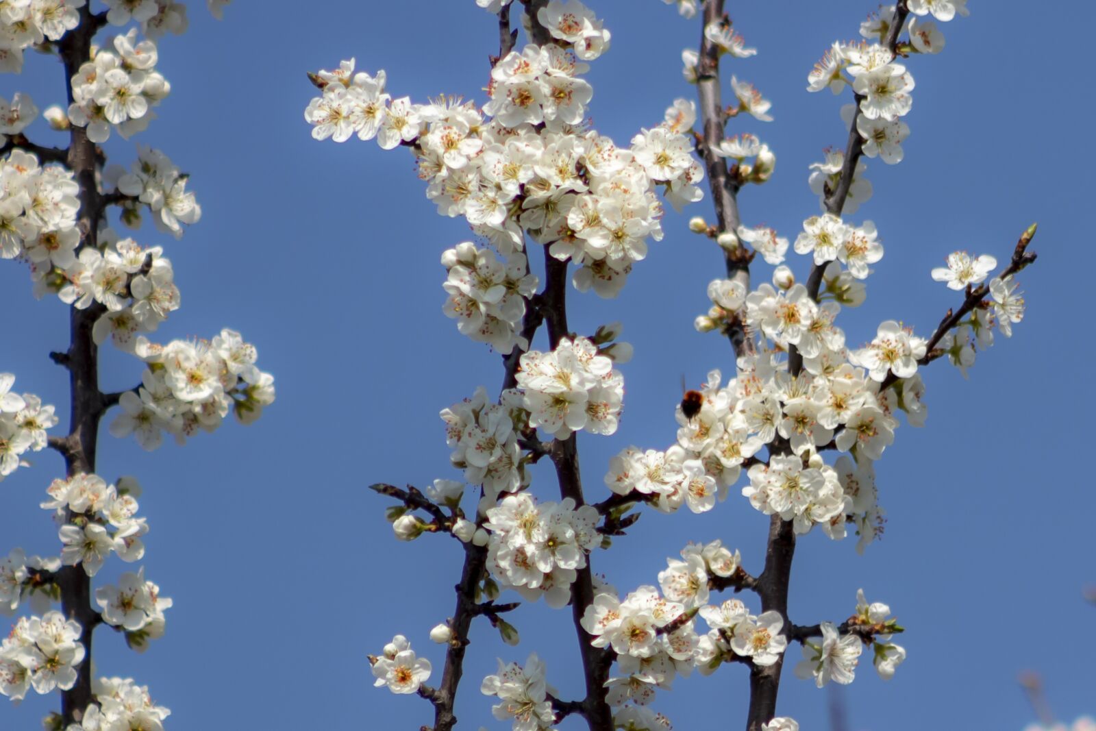 Canon EF75-300mm f/4-5.6 sample photo. Plum, flower, bough photography