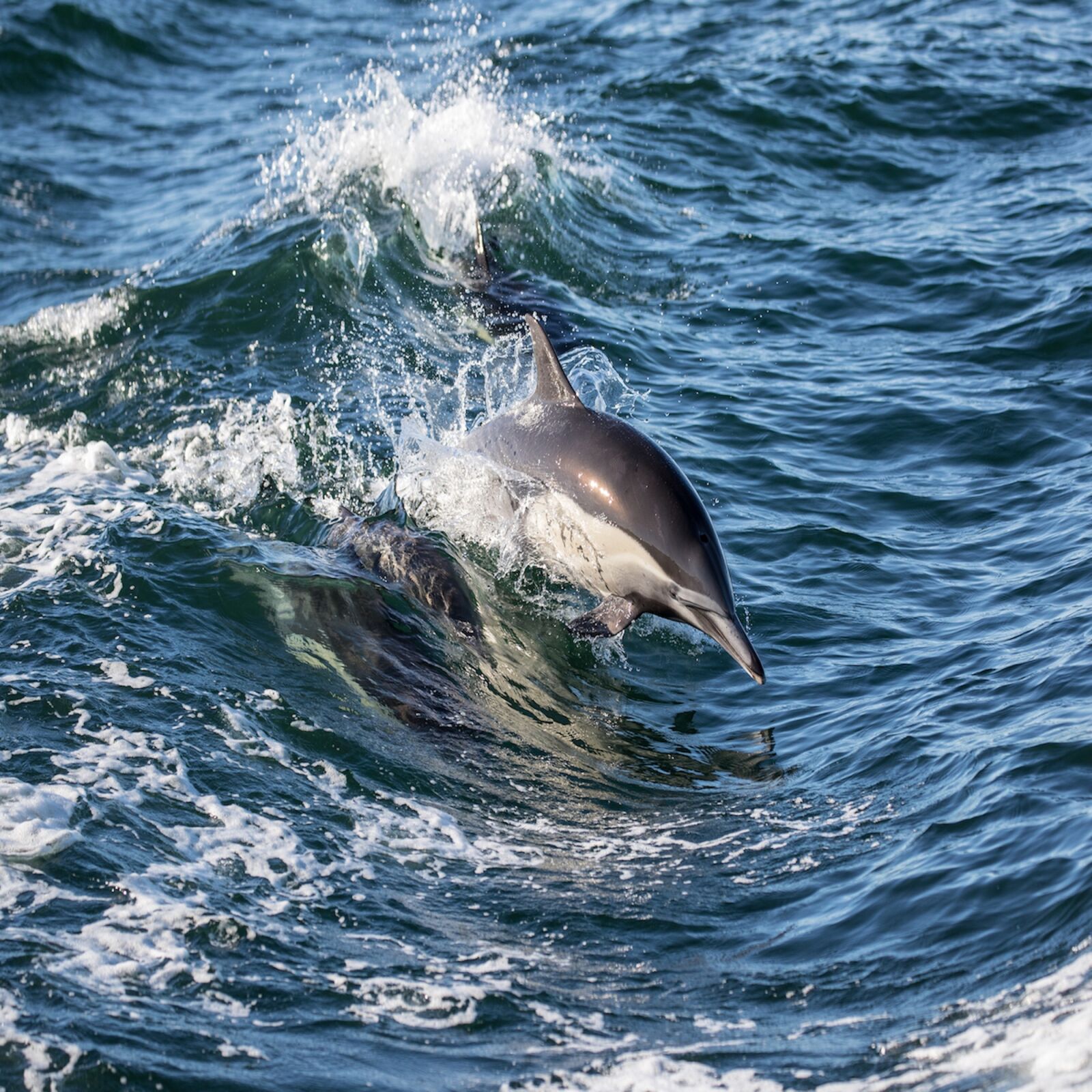 Canon EOS-1D X Mark II + Canon EF 100-400mm F4.5-5.6L IS II USM sample photo. Dolphin, counseling, inspiration photography