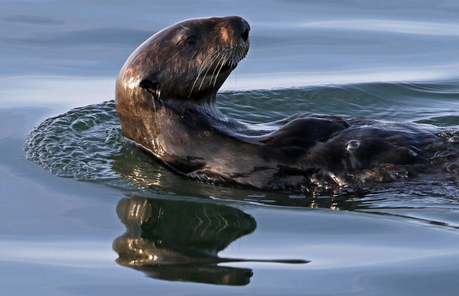 Canon EF 500mm F4L IS II USM sample photo. Sea otter, swimming, floating photography