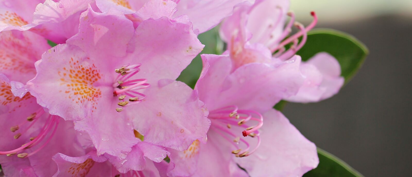 Canon EOS 550D (EOS Rebel T2i / EOS Kiss X4) sample photo. Azalea, flower, flowers photography