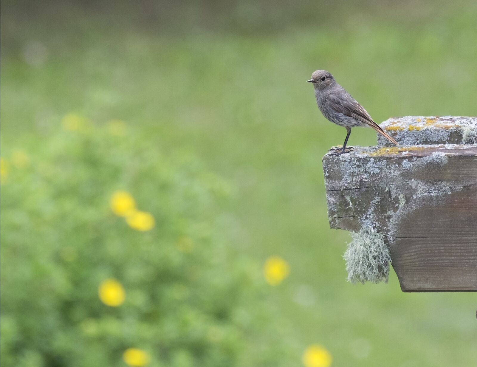 Fujifilm X-T1 + Fujifilm XF 100-400mm F4.5-5.6 R LM OIS WR sample photo. Redstart, bird, black redstart photography