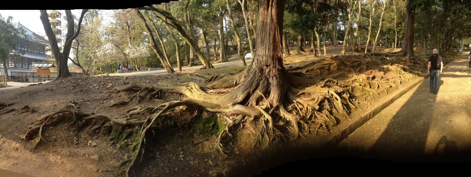 Apple iPhone 4S sample photo. Japan, tree, roots photography