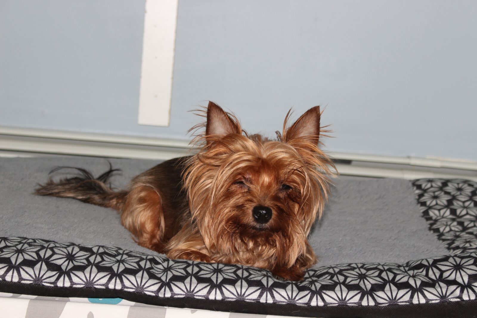Canon EOS 700D (EOS Rebel T5i / EOS Kiss X7i) sample photo. Dogs, yorkie, pet photography