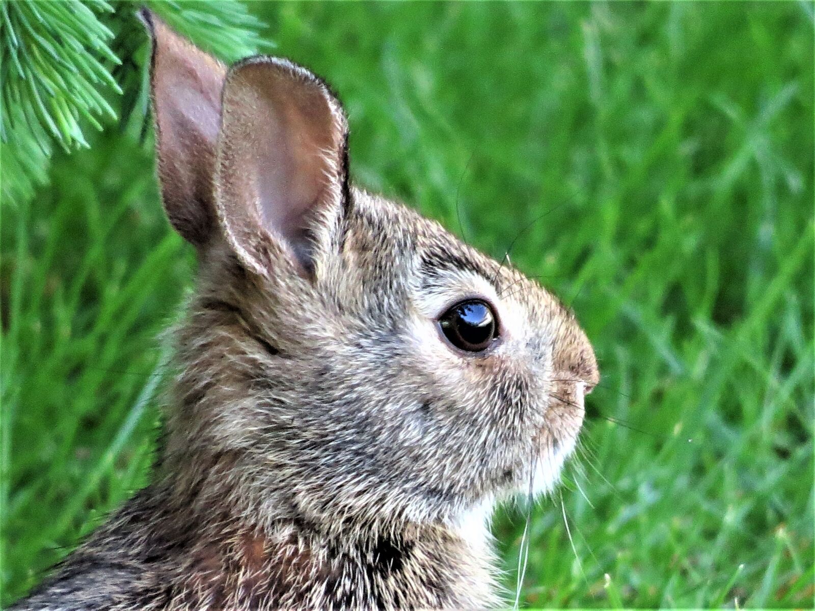 Canon PowerShot SX50 HS sample photo. Rabbit, wild rabbit, nature photography