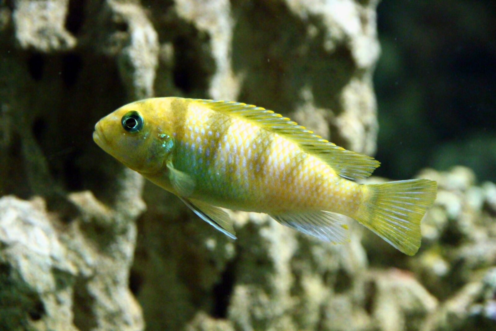 Canon EOS 650D (EOS Rebel T4i / EOS Kiss X6i) sample photo. Pseudotropheus lombardoi, psevdotrofeus lombardo photography