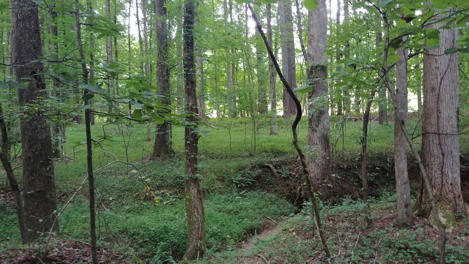 LG G6 sample photo. Trees, forest, woods photography
