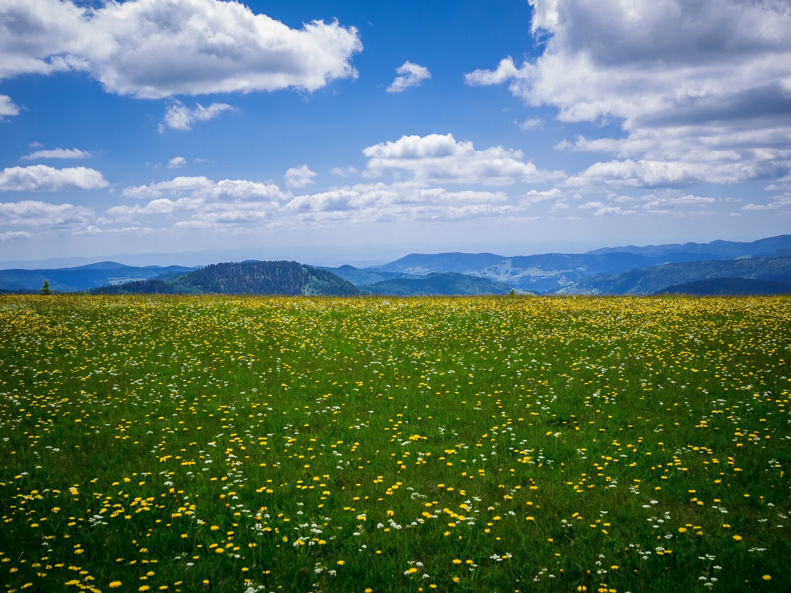 Panasonic Lumix DMC-GF3 sample photo. Mountain meadow, bloom, mountains photography