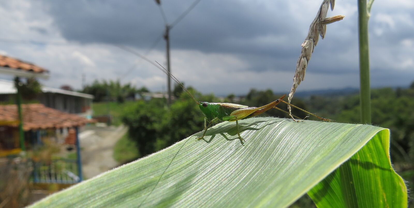 Canon PowerShot SX50 HS sample photo. Insect, macro, cricket photography