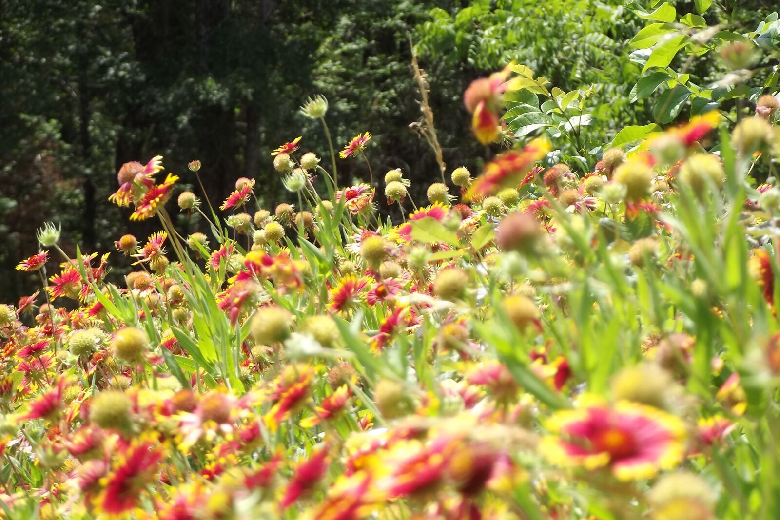 Fujifilm FinePix S2940/Walmart sample photo. Lake, road, flowers photography