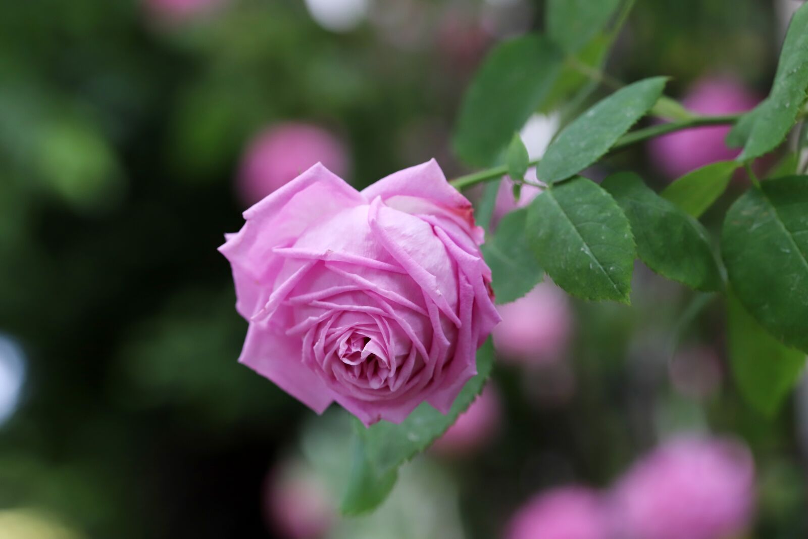 Canon EOS 6D Mark II sample photo. Rose, petal, flowers photography