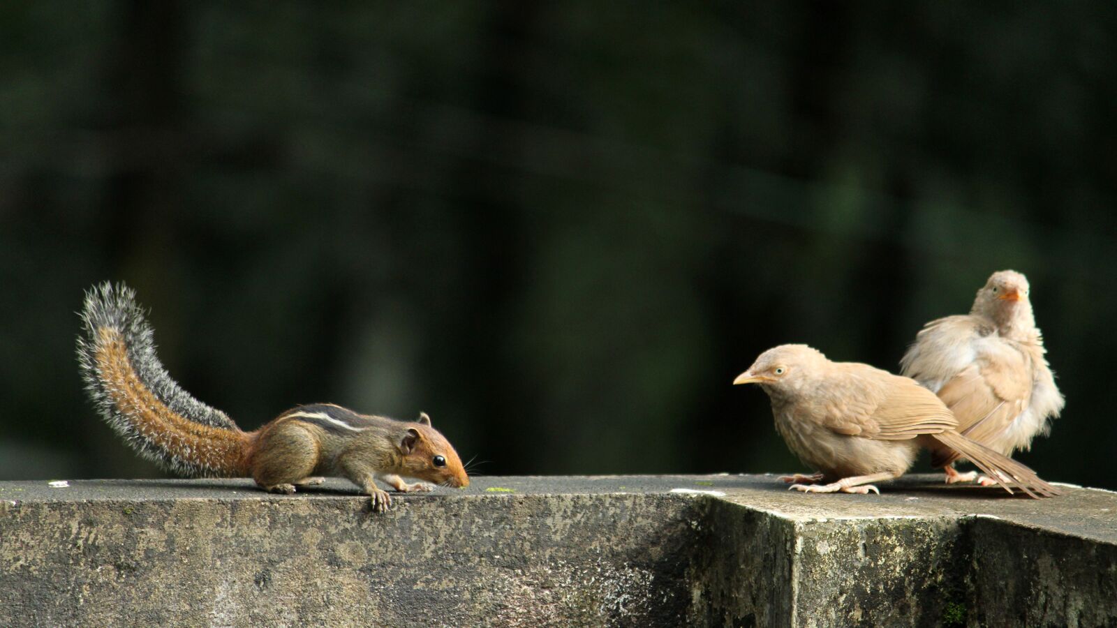 Canon EOS 1300D (EOS Rebel T6 / EOS Kiss X80) sample photo. Birds, avian, pair photography