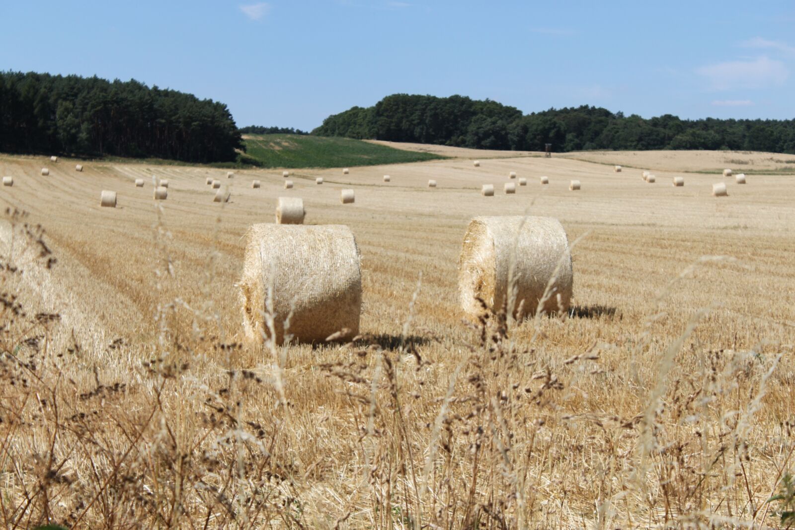 Canon EOS 500D (EOS Rebel T1i / EOS Kiss X3) sample photo. Field, harvest, hay bales photography