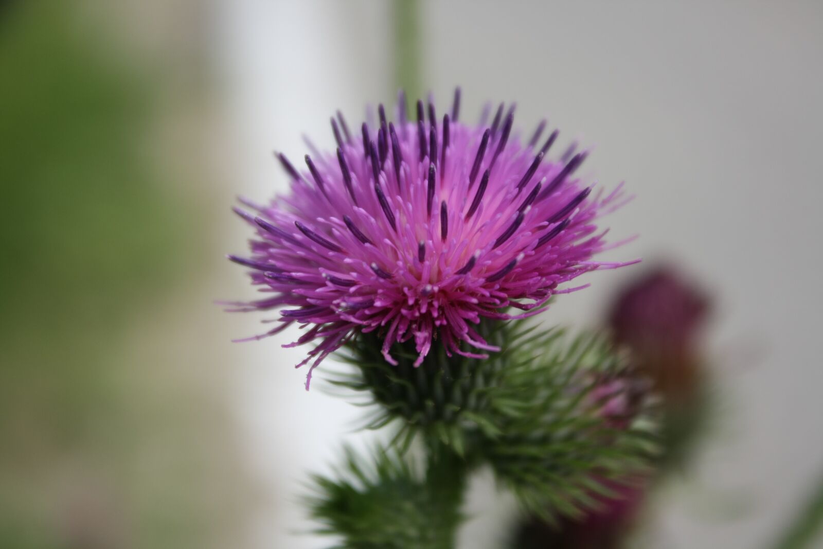 Canon EOS 1000D (EOS Digital Rebel XS / EOS Kiss F) sample photo. Plants, flowers, beauty photography