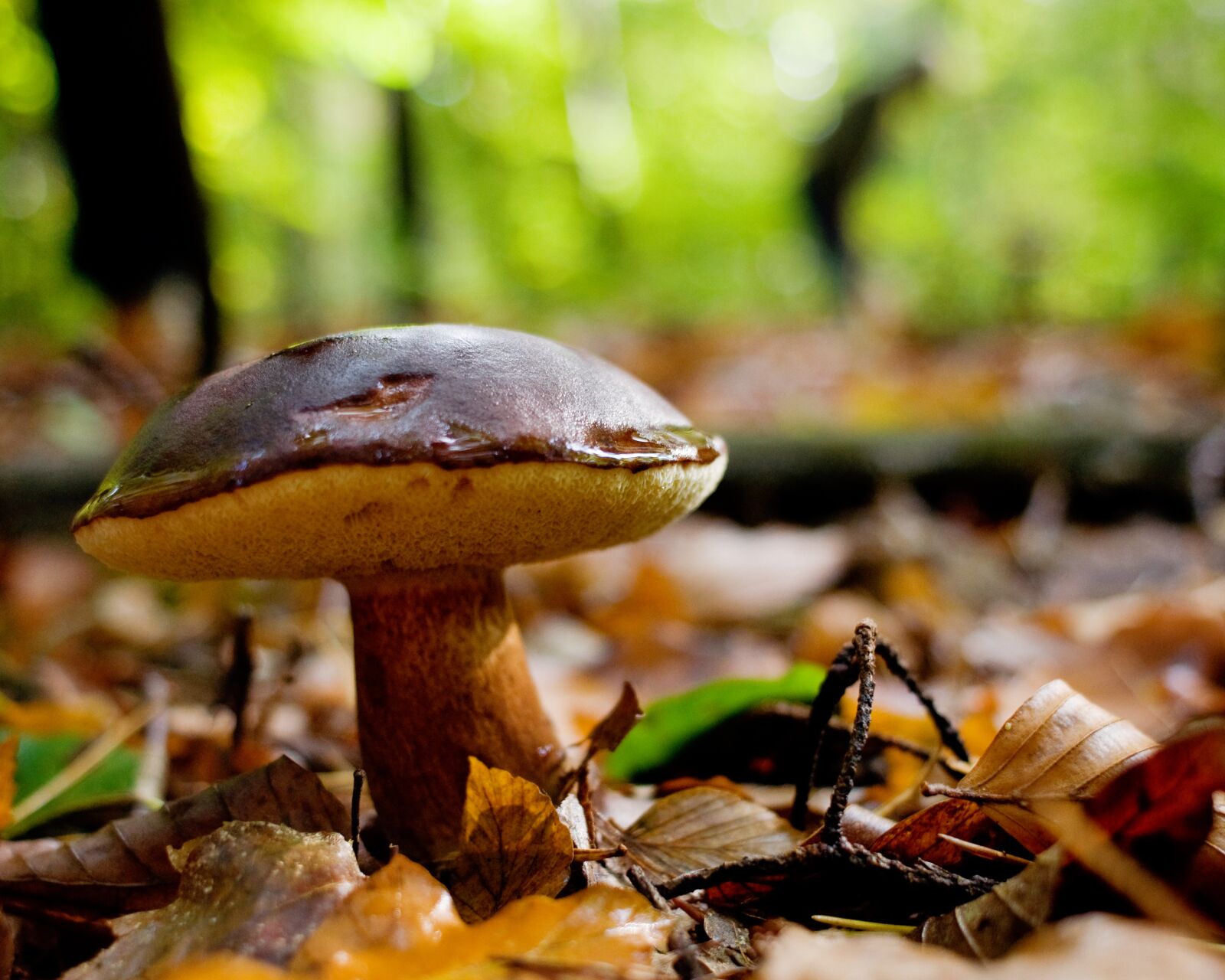 Nikon D90 sample photo. Mushrooms, forest, autumn photography
