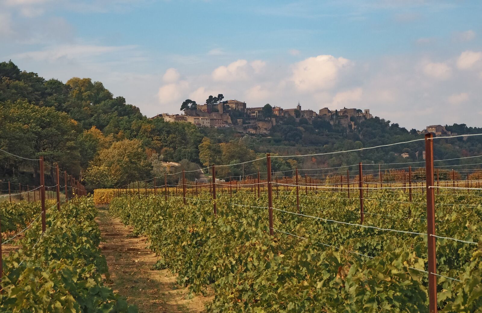 Olympus OM-D E-M10 sample photo. Vineyard, wine, winegrowing photography