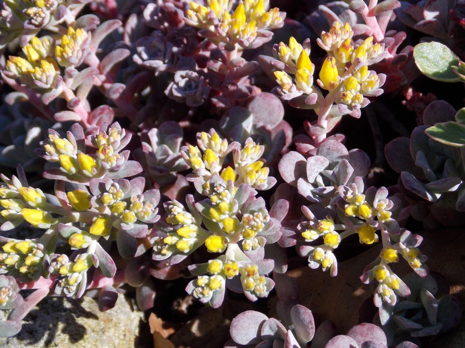 Nikon Coolpix L810 sample photo. Stone garden, plant, spring photography