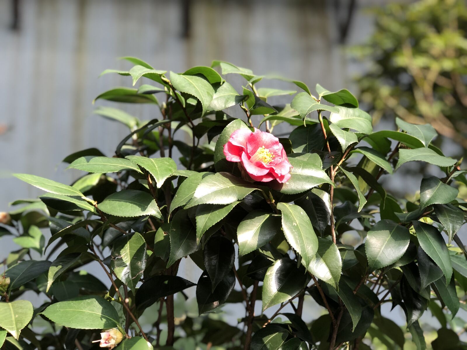 iPhone 8 Plus back dual camera 6.6mm f/2.8 sample photo. Flower, camellia flower, petal photography
