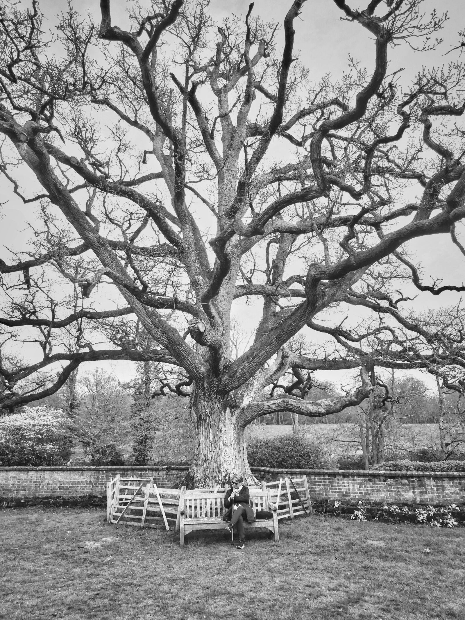 Panasonic Lumix DC-ZS70 (Lumix DC-TZ90) sample photo. Tree, grand, nature photography