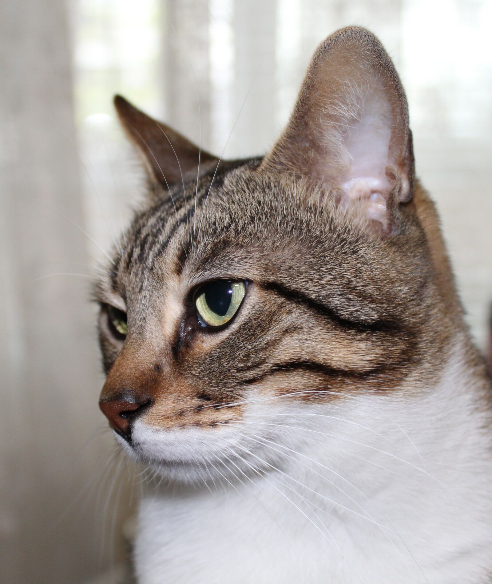 Canon EOS 1300D (EOS Rebel T6 / EOS Kiss X80) sample photo. Cat, pet, animal photography