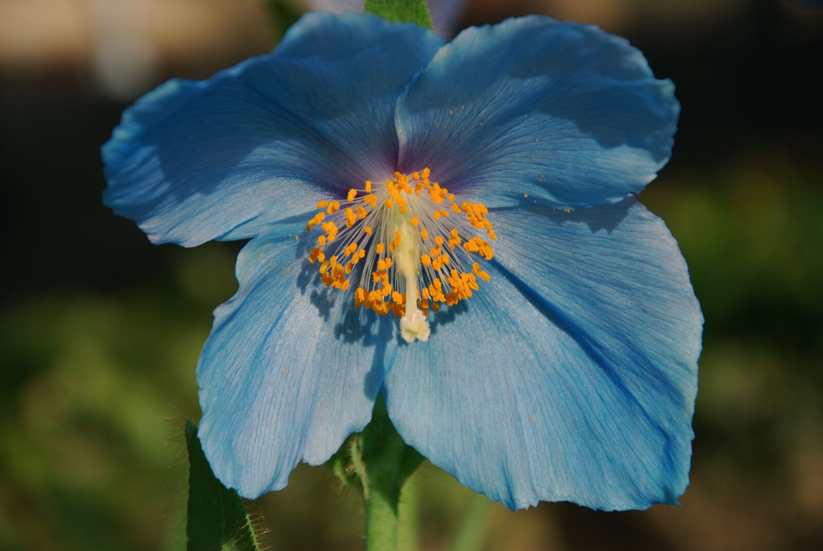 Nikon D60 sample photo. Blue poppy, flower, blossom photography