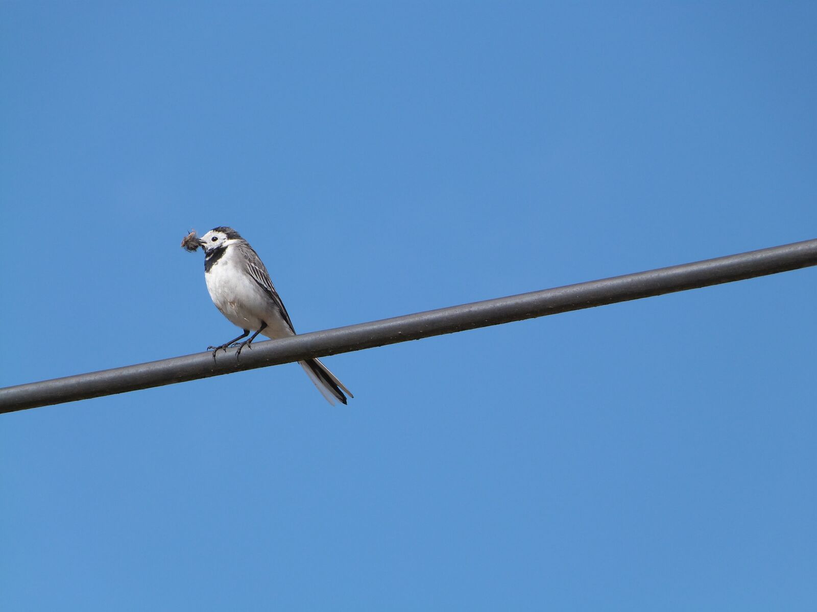 Panasonic Lumix DMC-FZ47 (Lumix DMC-FZ48) sample photo. White wagtail, bird, hochequeue photography