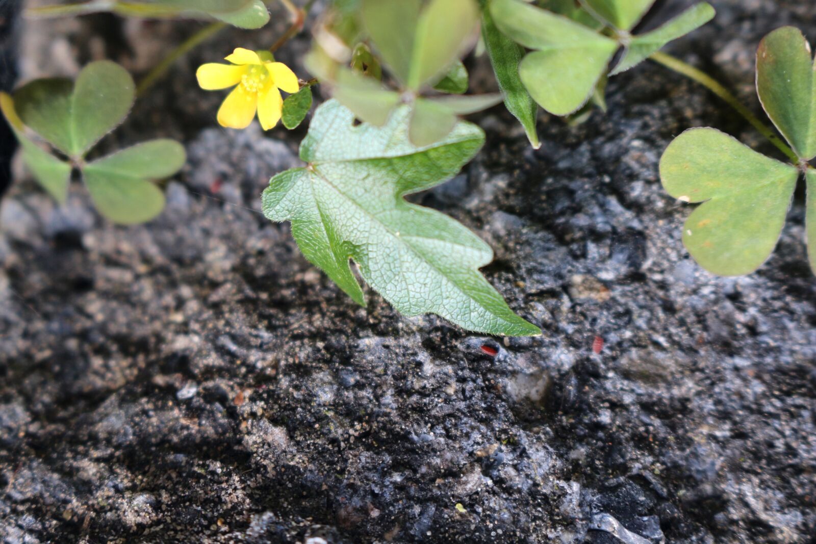 Canon EOS 700D (EOS Rebel T5i / EOS Kiss X7i) sample photo. Klee, yellow flower, stone photography