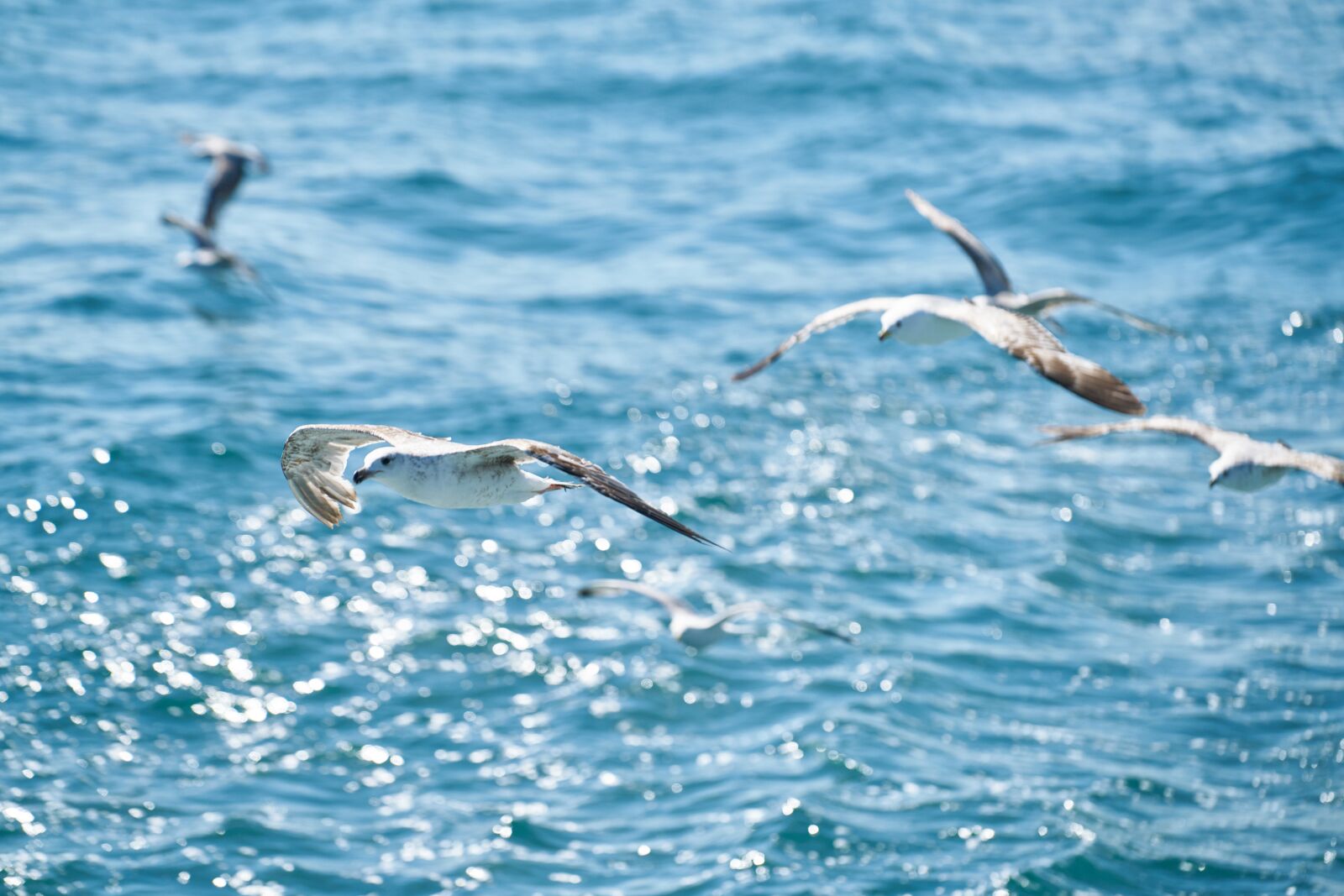Sony FE 70-200mm F4 G OSS sample photo. Seagull, bird, flying photography