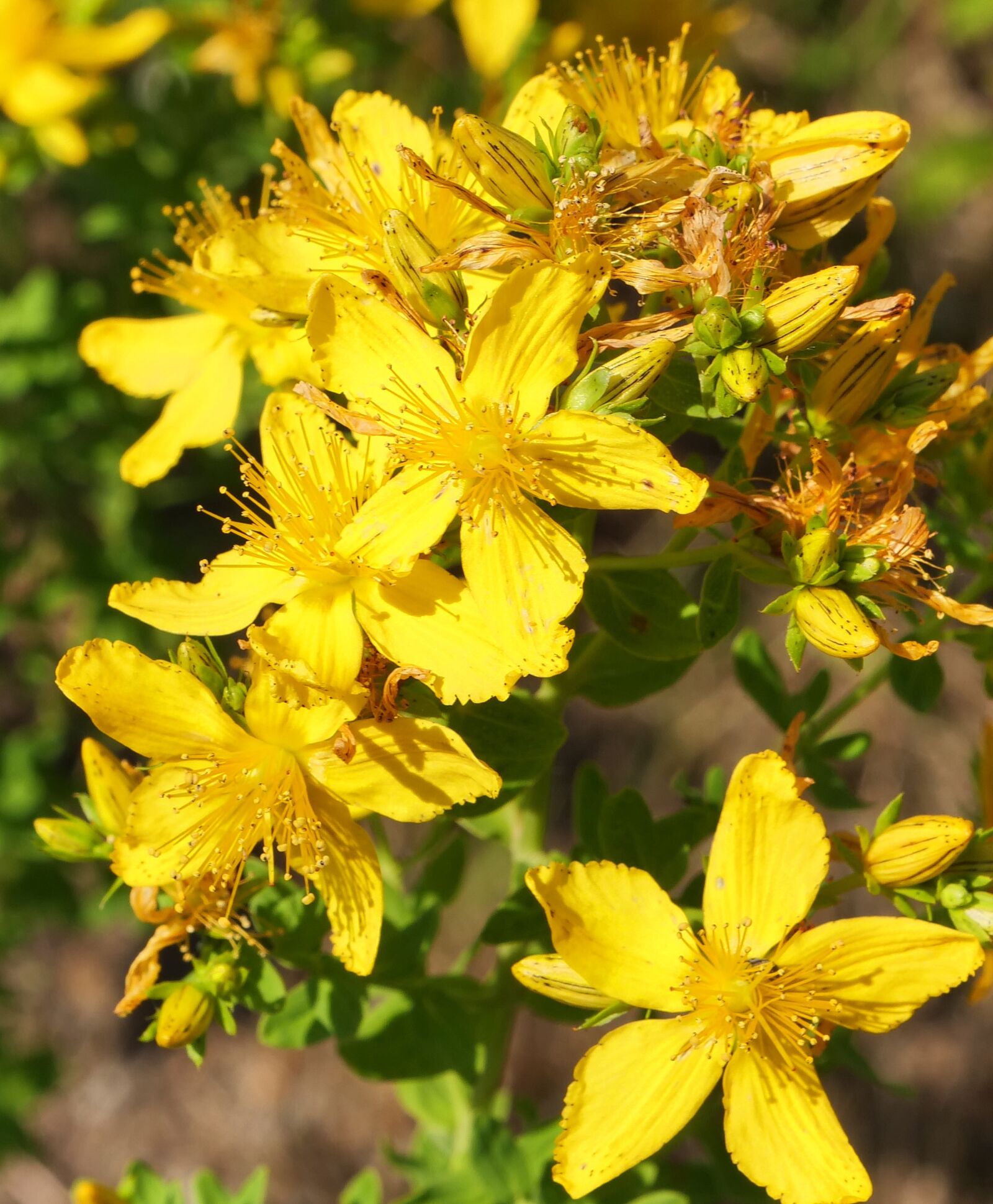 Panasonic Lumix DC-G9 sample photo. Wild plant, shrub, flowers photography