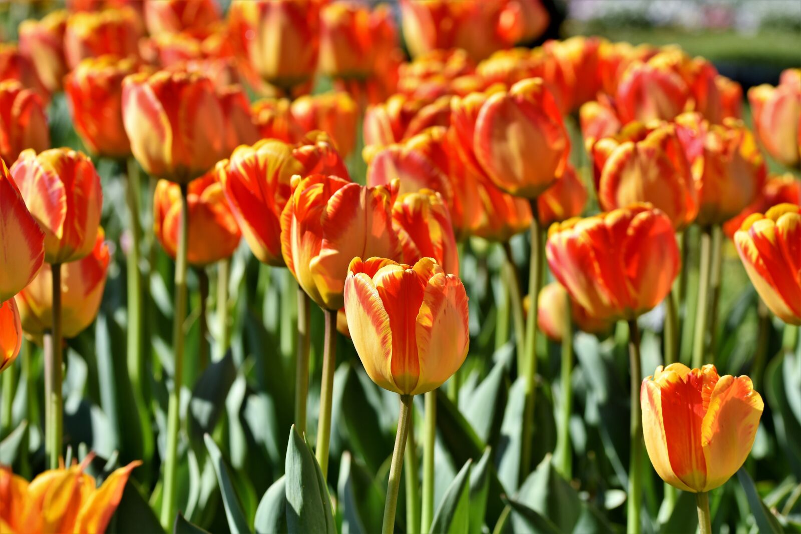 Nikon D7200 sample photo. Tulip, tulpenbluete, tulip field photography
