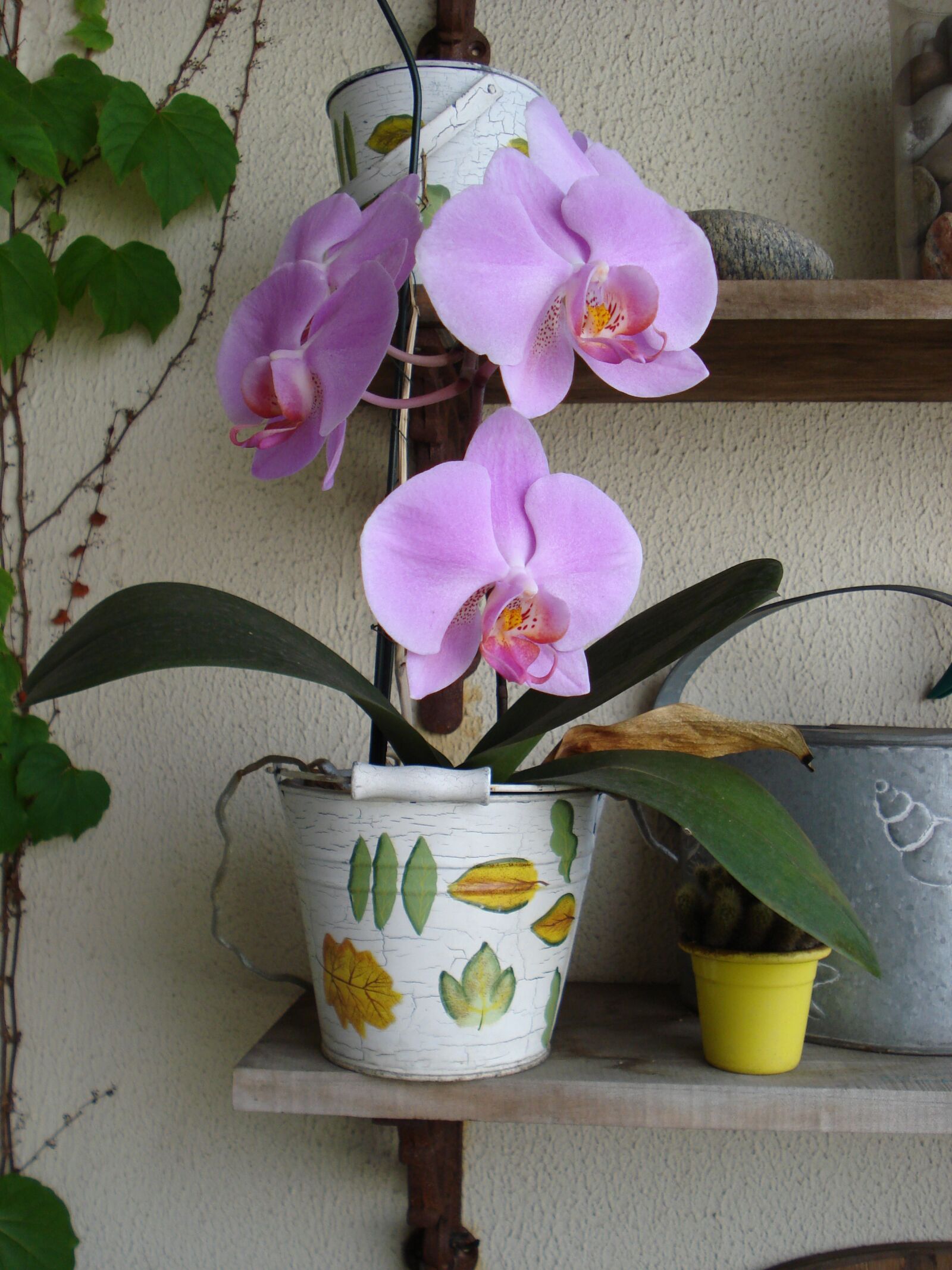 Sony DSC-W55 sample photo. Orchid, flower, plant photography