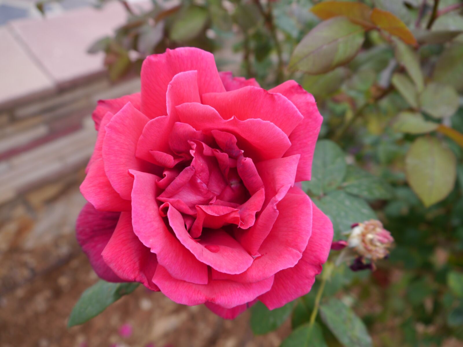 Panasonic Lumix DMC-GX1 sample photo. Rose, pink, garden photography