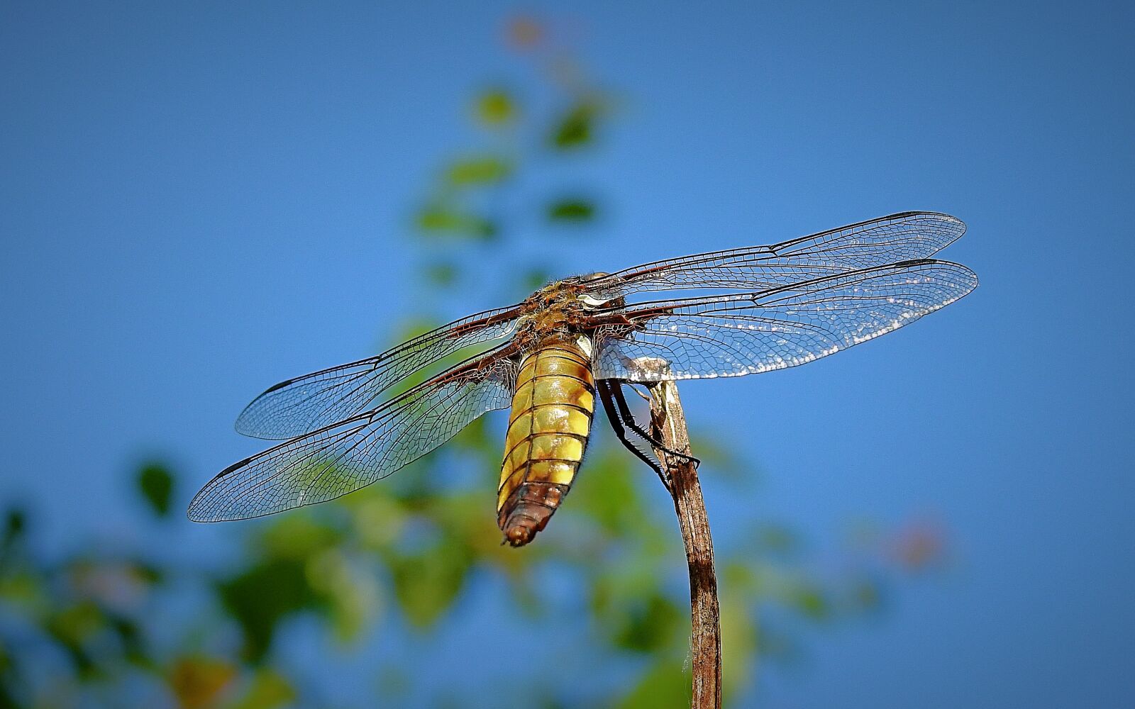 Nikon Coolpix P900 sample photo. Ważka, wings, insect photography