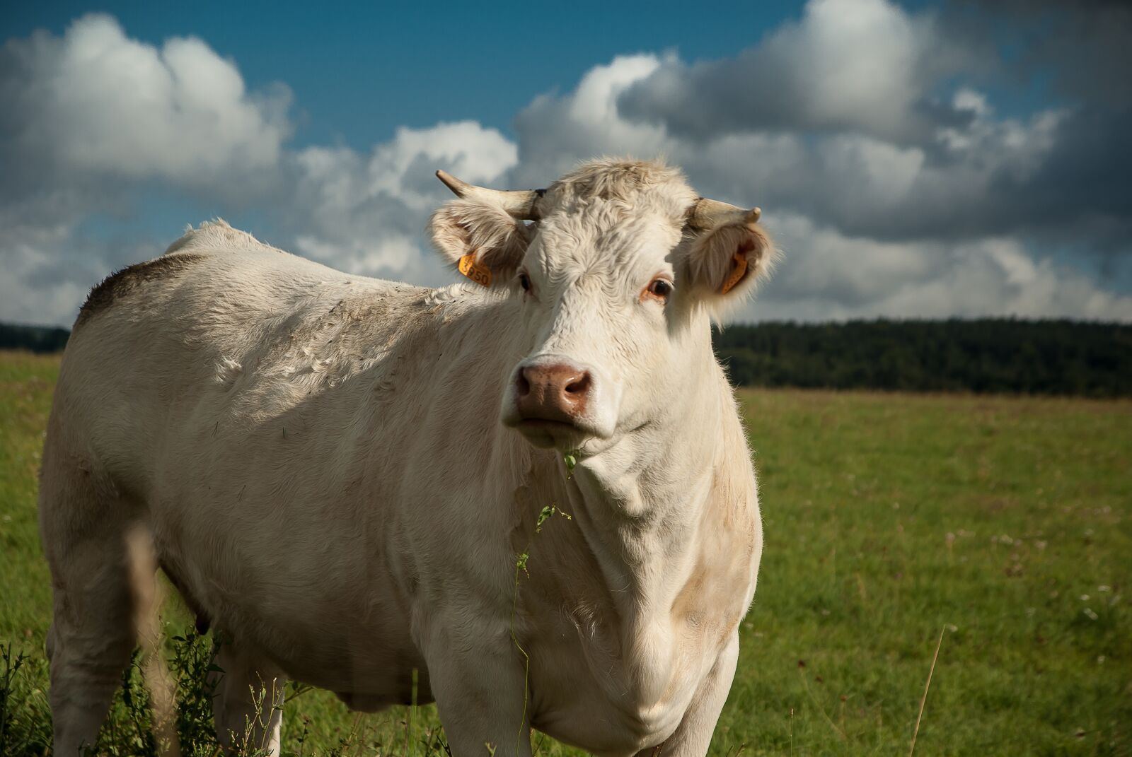 Pentax K10D sample photo. Lozère, cow, pasture photography