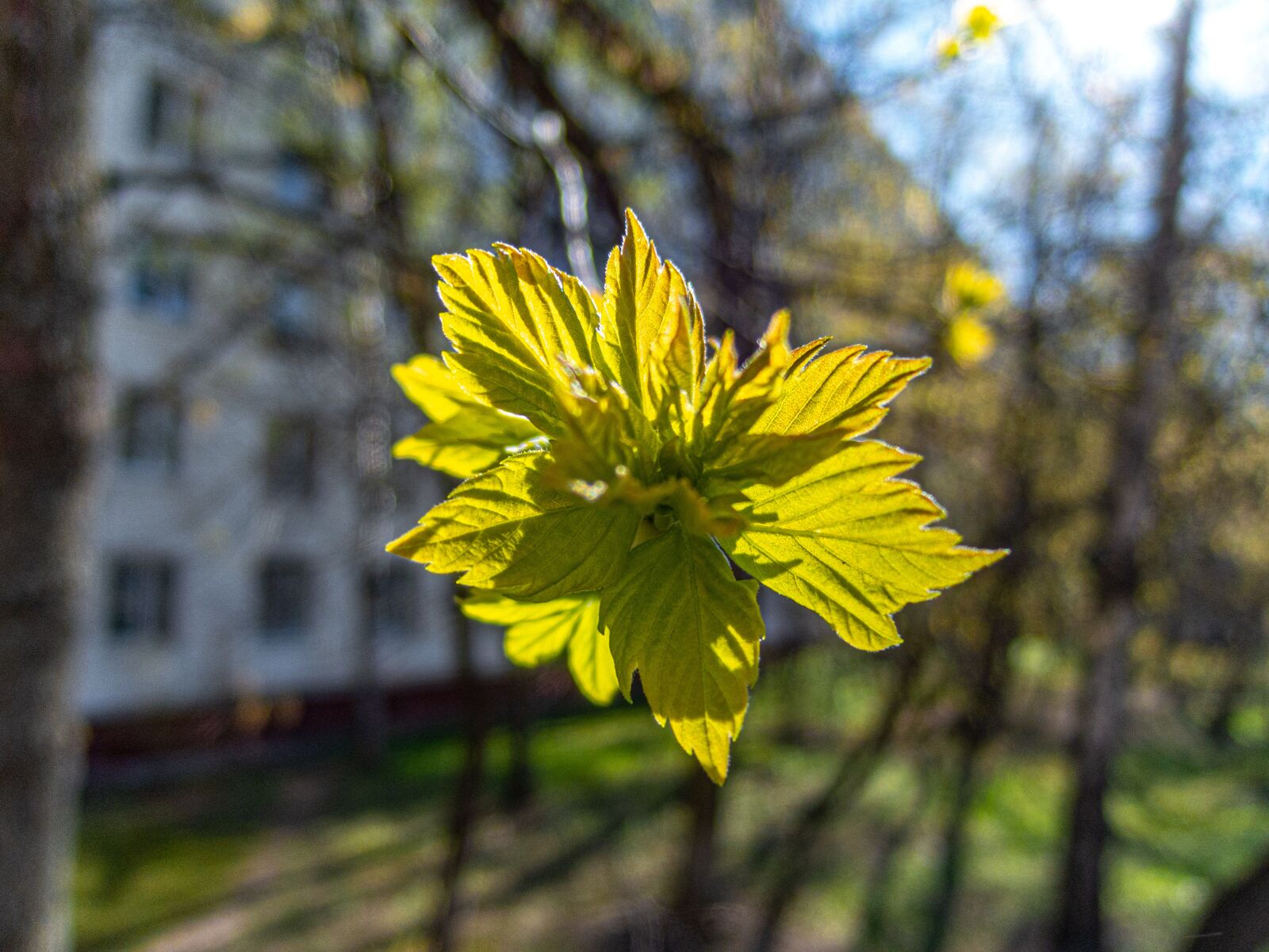 Nikon Coolpix P340 sample photo. Leaves, green, spring photography
