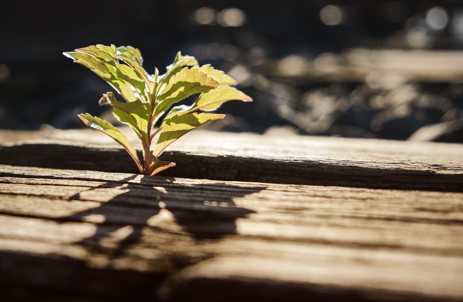 Fujifilm XF 18-55mm F2.8-4 R LM OIS sample photo. Back to nature, tree photography