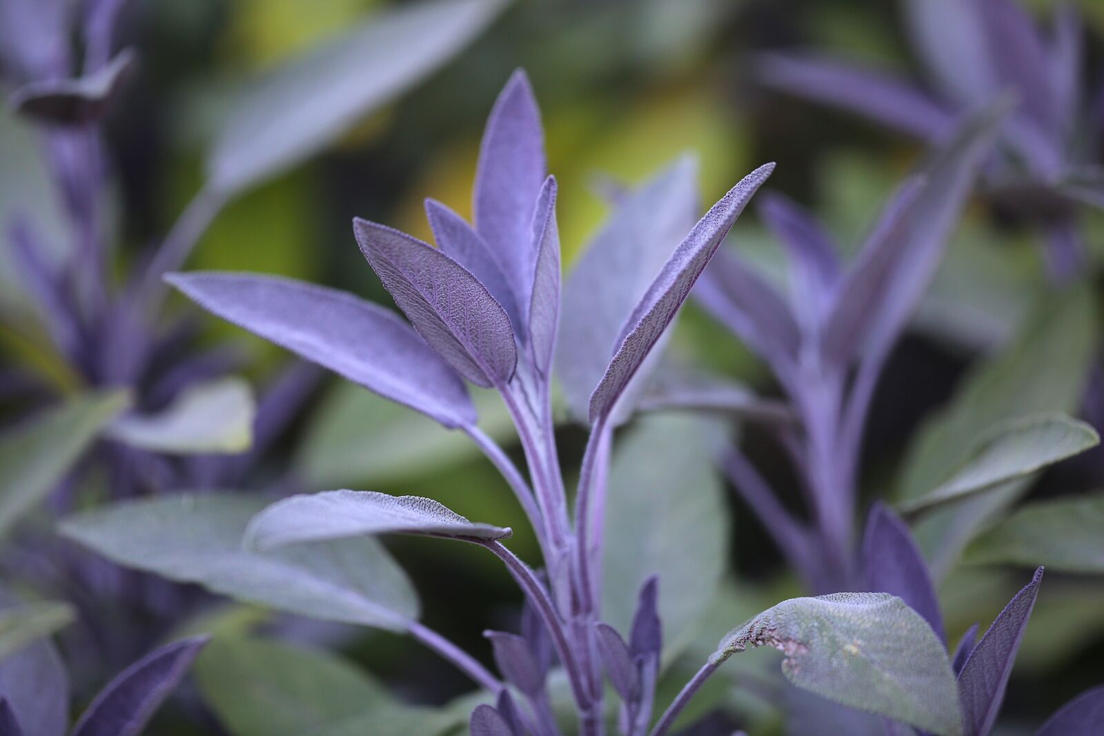 Canon EF 180mm F3.5L Macro USM sample photo. Purple basil, herb, plant photography