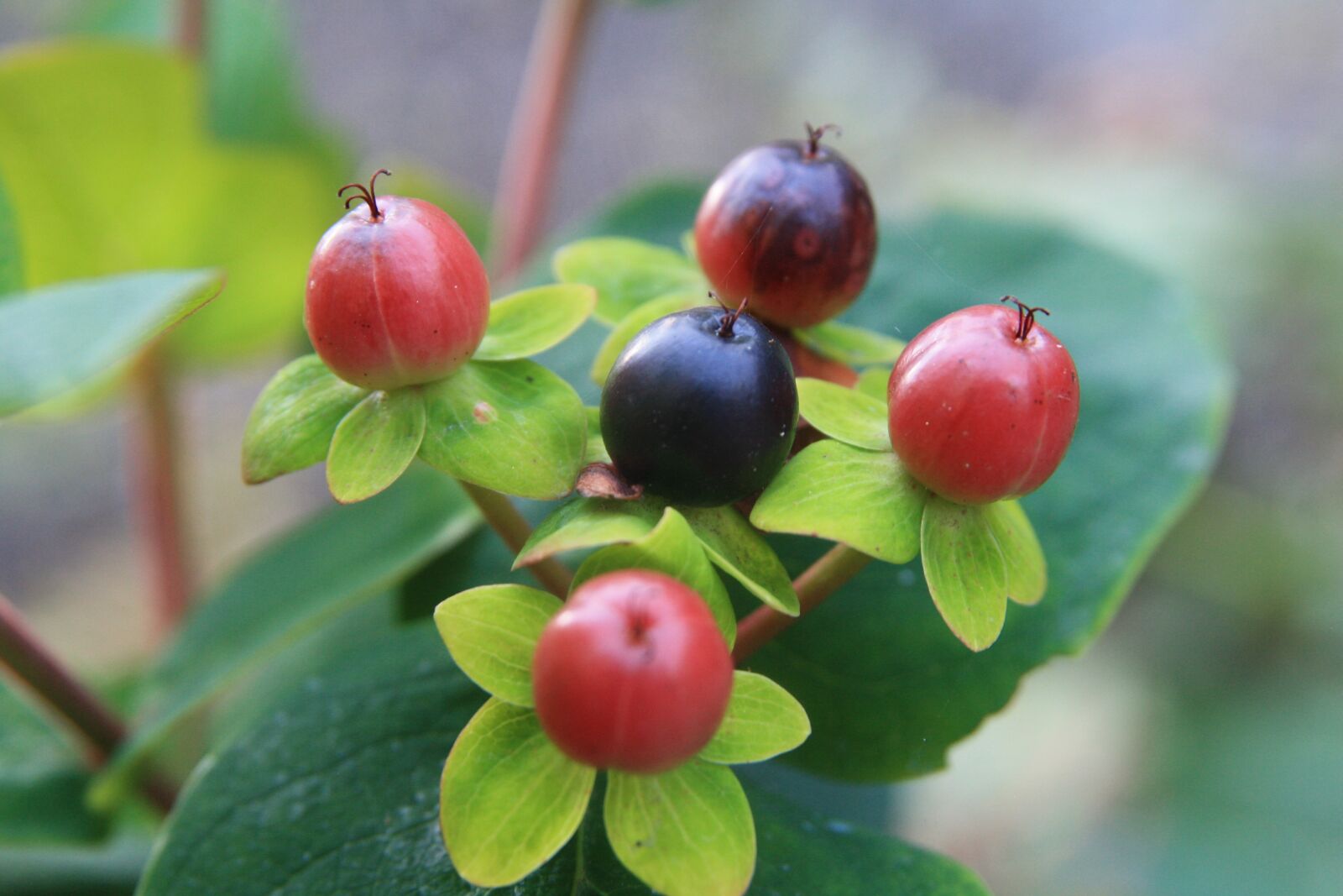 Canon EOS 1000D (EOS Digital Rebel XS / EOS Kiss F) sample photo. Red, black, berry photography