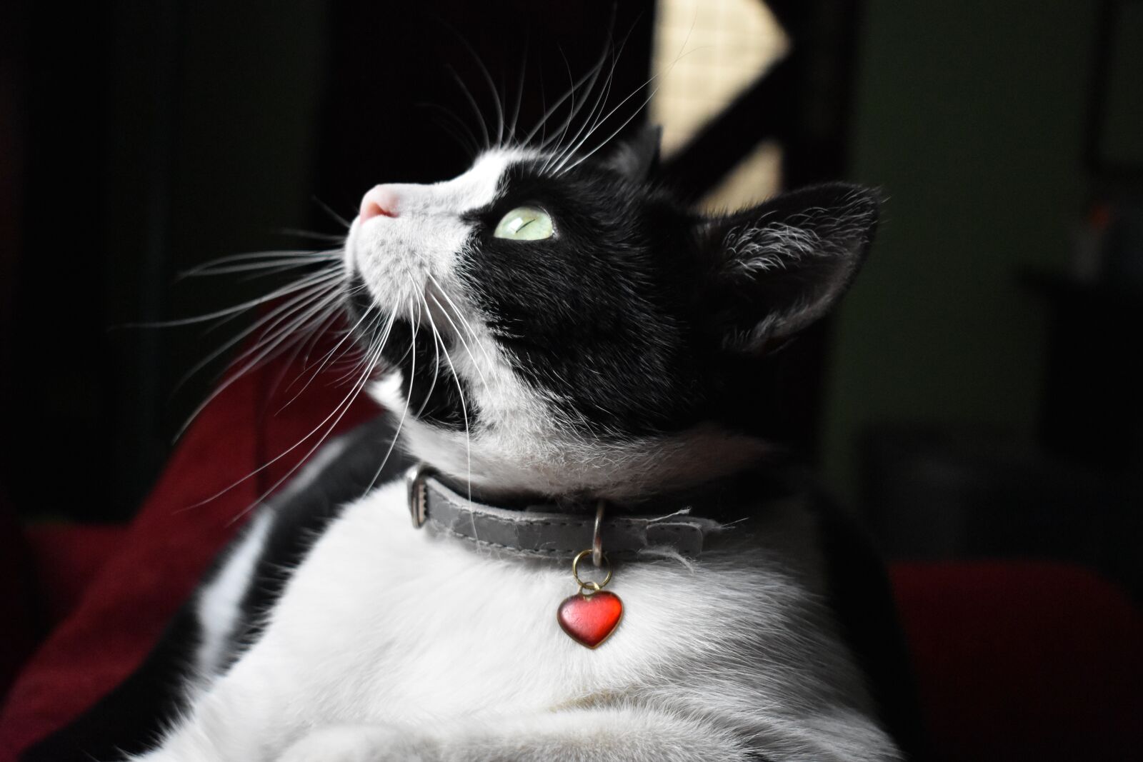Nikon D3400 sample photo. Cat, feline, kitty photography