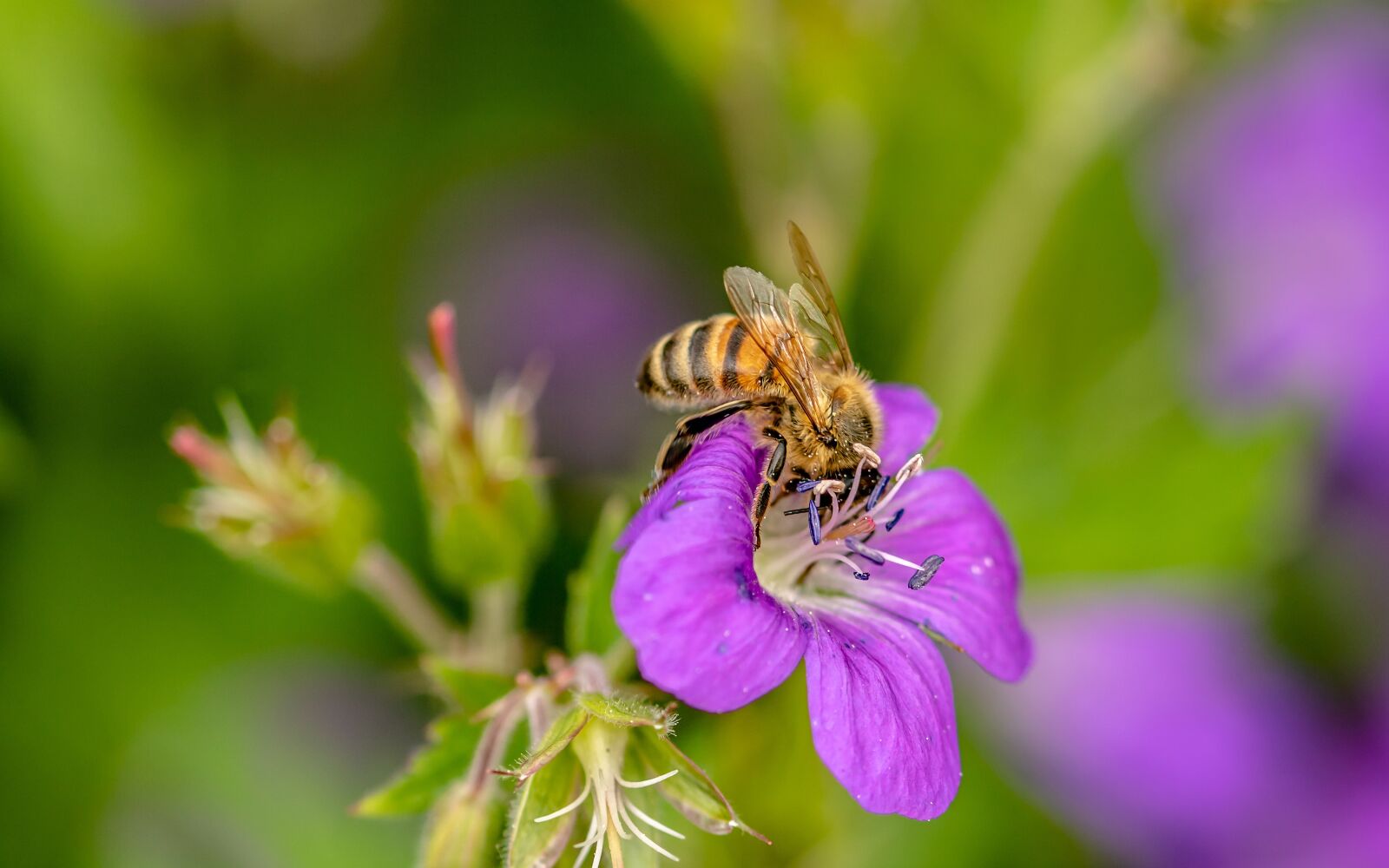 Canon EOS 750D (EOS Rebel T6i / EOS Kiss X8i) sample photo. Hoverfly, dung fly, insect photography