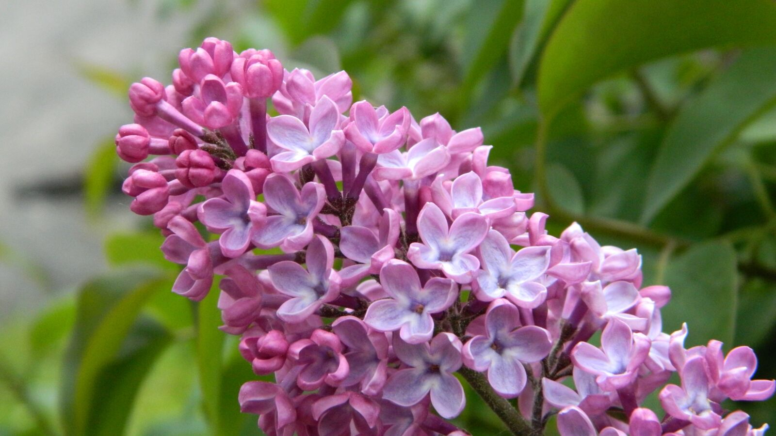 Nikon Coolpix L120 sample photo. Lilac, flower, flora photography