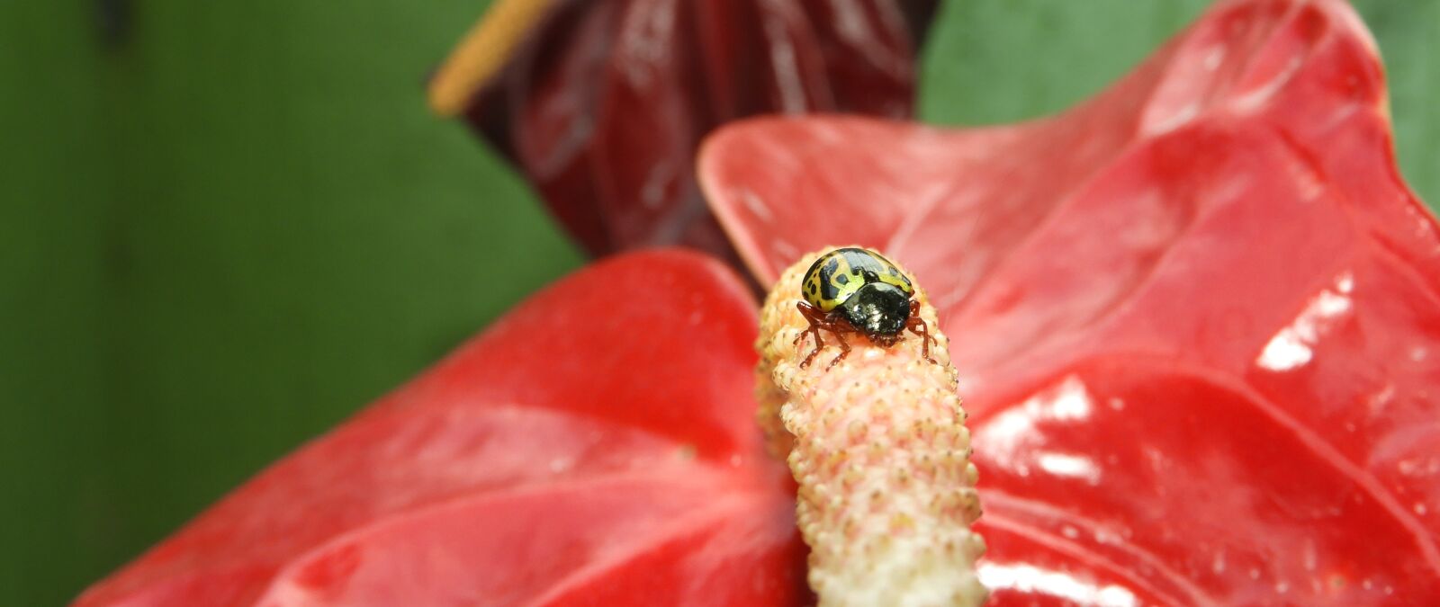 Nikon Coolpix B700 sample photo. Nature, flower, approach photography